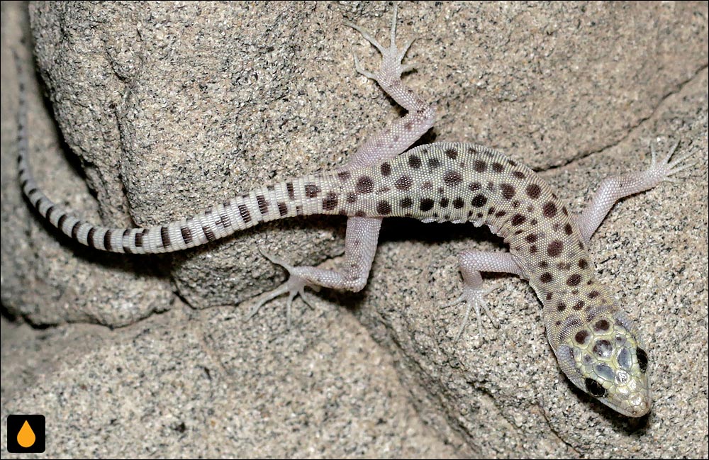 مارمولک شب ماسه‌سنگی