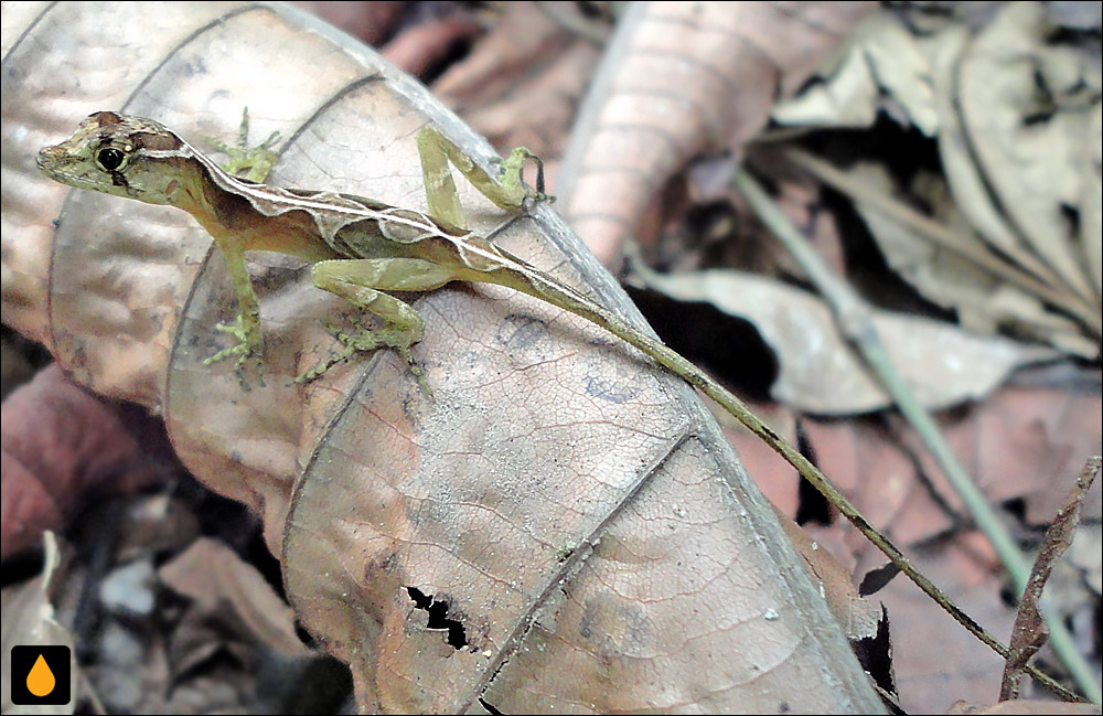 آنول ایدالگو