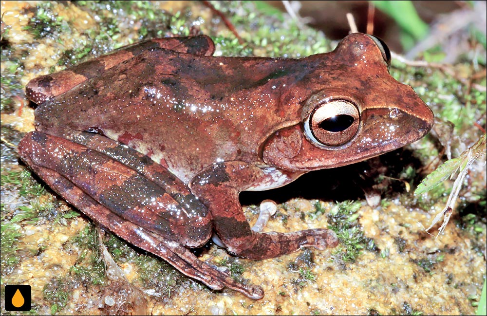 Boophis periegetes