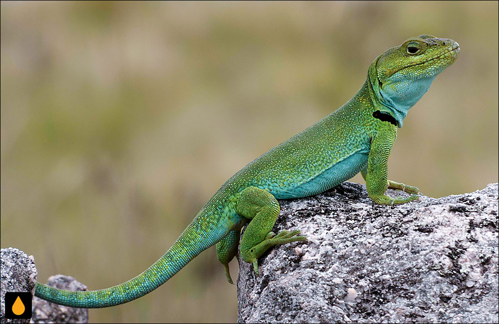 آنول آرژانتین