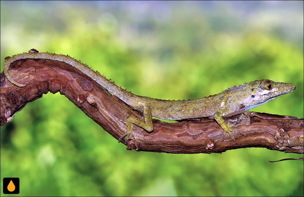 آنول لا پالما