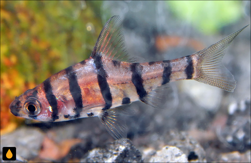 Eirmotus furvus
