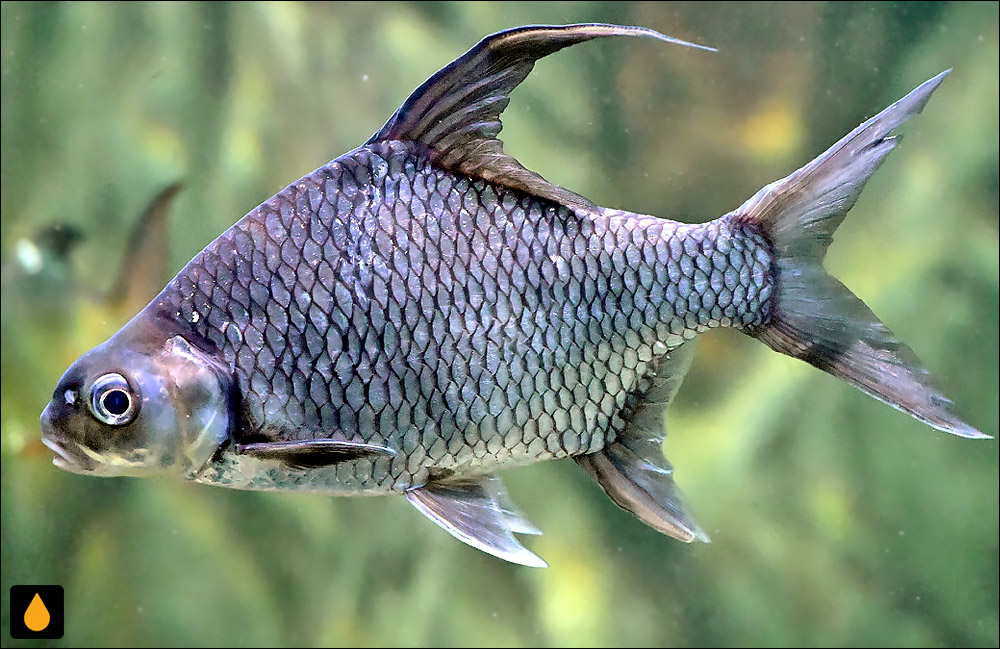 Puntioplites falcifer