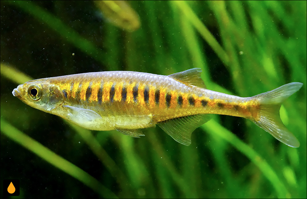 Inlecypris auropurpurea