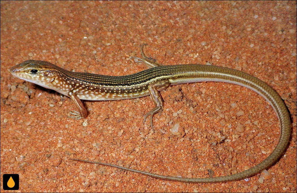 گوش‌شانه‌ای تنومند