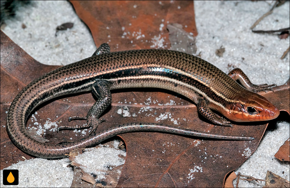 سقنقور پنجخط جنوب شرقی