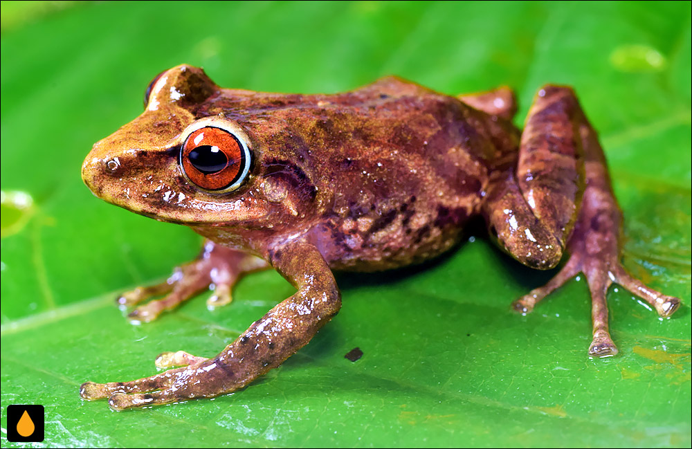 Pristimantis actinolaimus