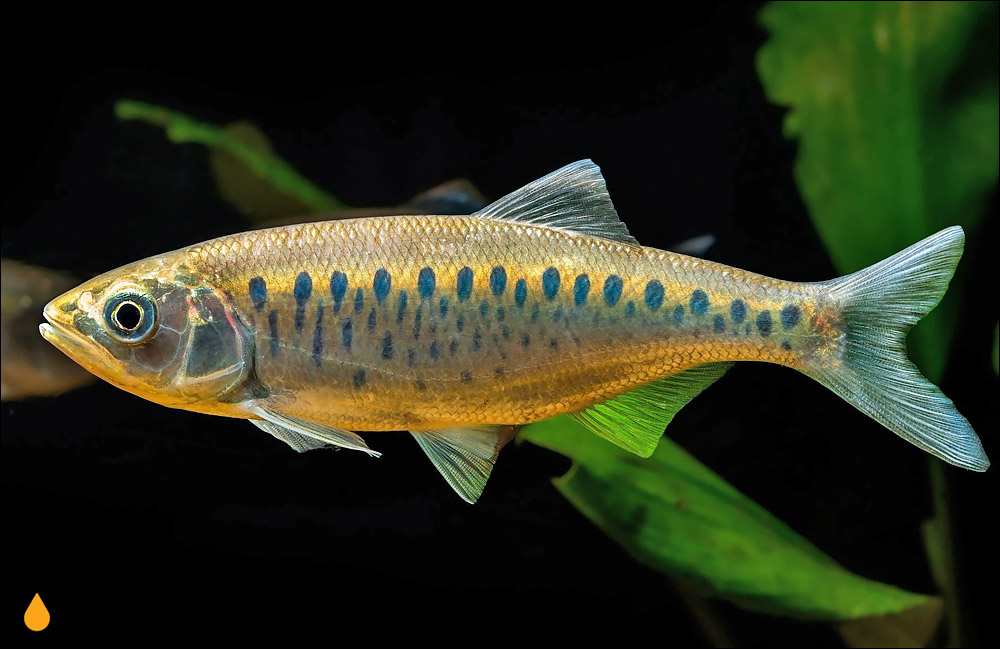 Opsarius tileo
