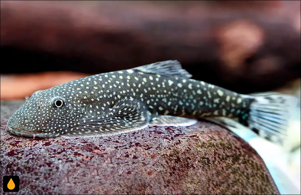 Gastromyzon stellatus