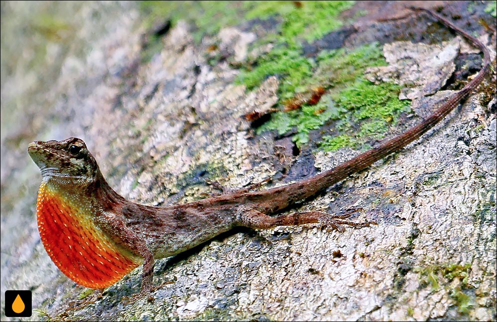 آنول مونته‌ورده (آنول پونتارناس)