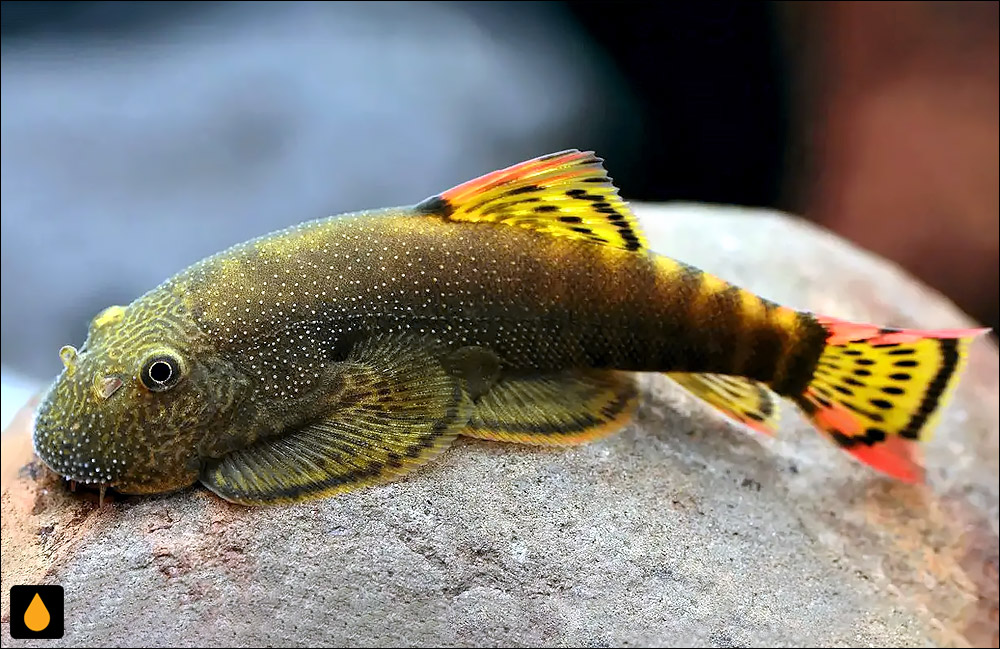 Gastromyzon venustus
