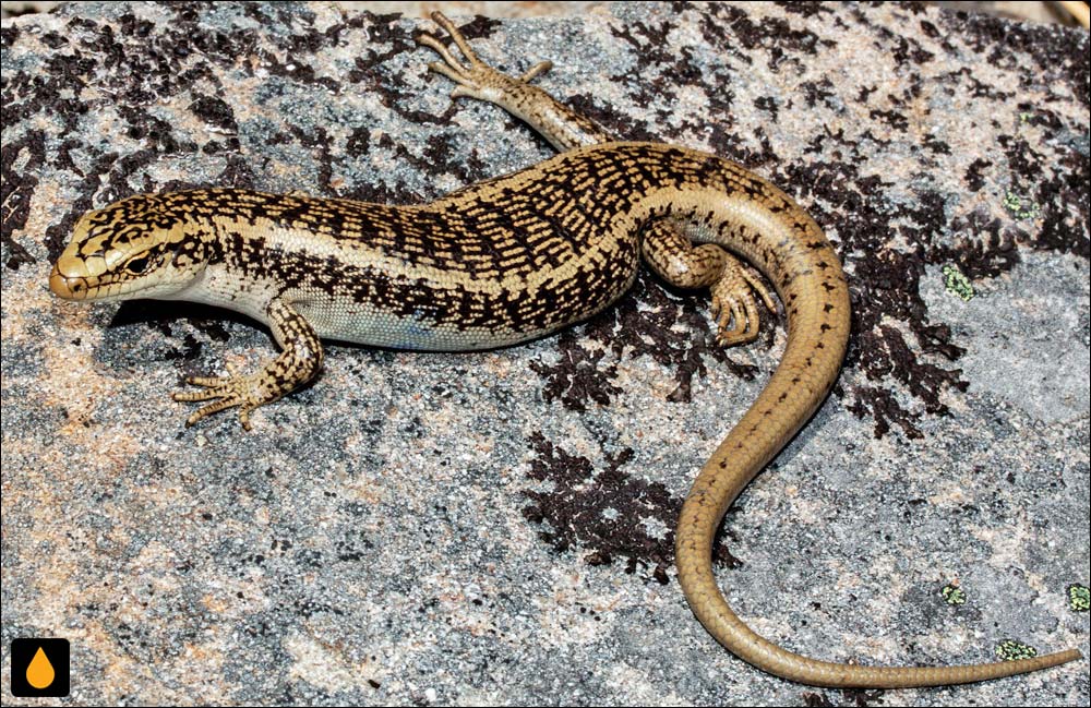 سقنقور سنگریزهای (سقنقور دامنهی واریزهای)