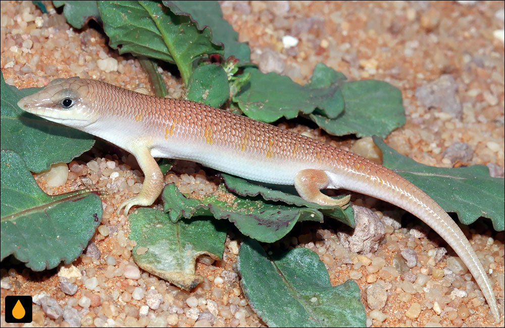 ماسهماهی ایرانی