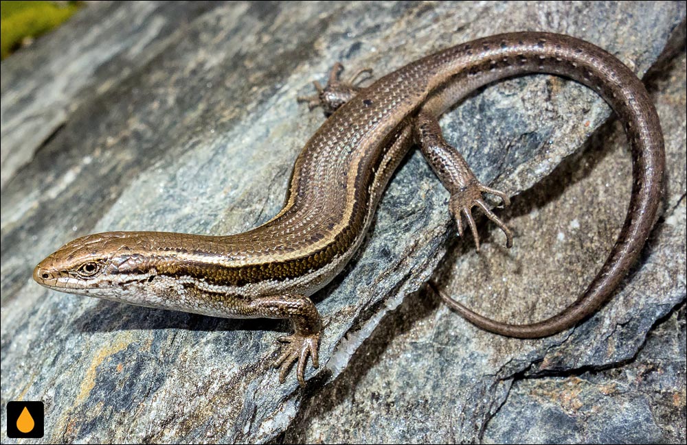 سقنقور نویس