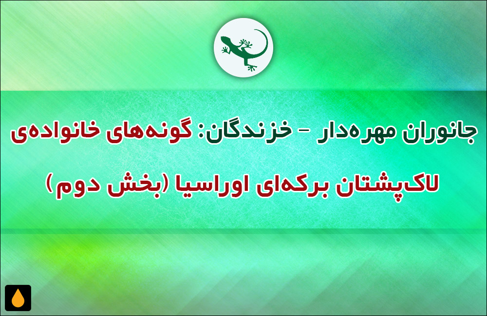 جانوران مهره‌دار - خزندگان: گونه‌های خانواده‌ی لاک‌پشتان برکه‌ای اوراسیا (بخش دوم)