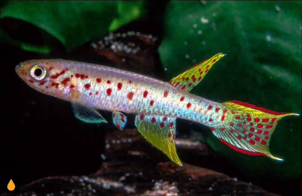 Aphyosemion polli