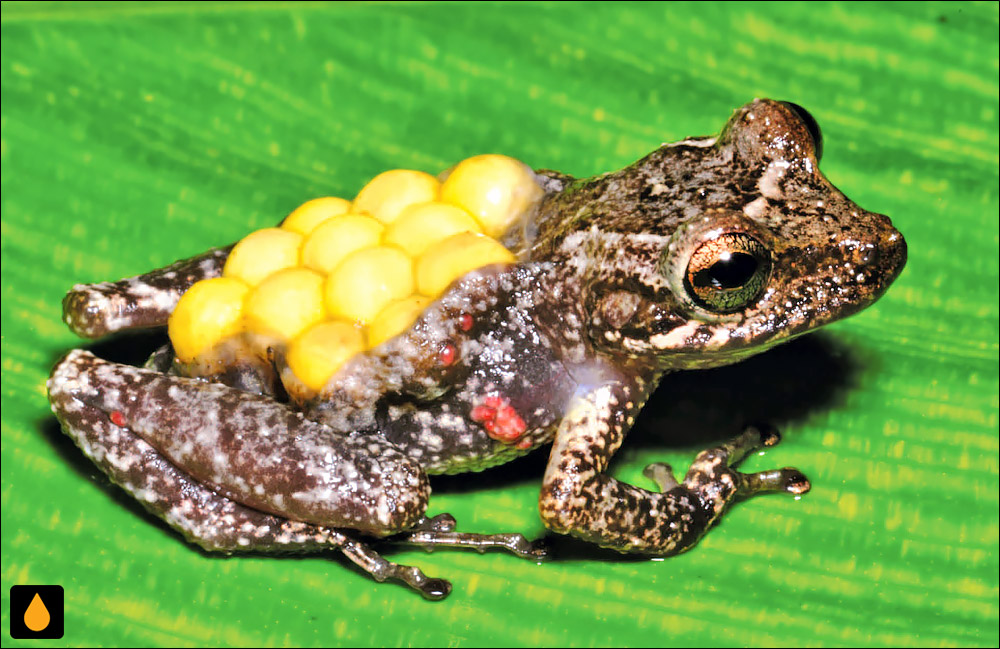 Fritziana tonimi