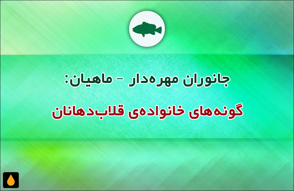 جانوران مهره‌دار - ماهیان: گونه‌های خانواده‌ی قلاب‌دهانان