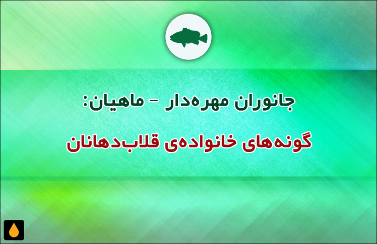 جانوران مهره‌دار - ماهیان: گونه‌های خانواده‌ی قلاب‌دهانان