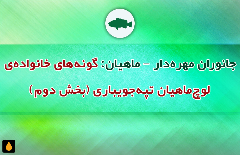 جانوران مهره‌دار - ماهیان: گونه‌های خانواده‌ی لوچ‌ماهیان تپه‌جویباری (بخش دوم)