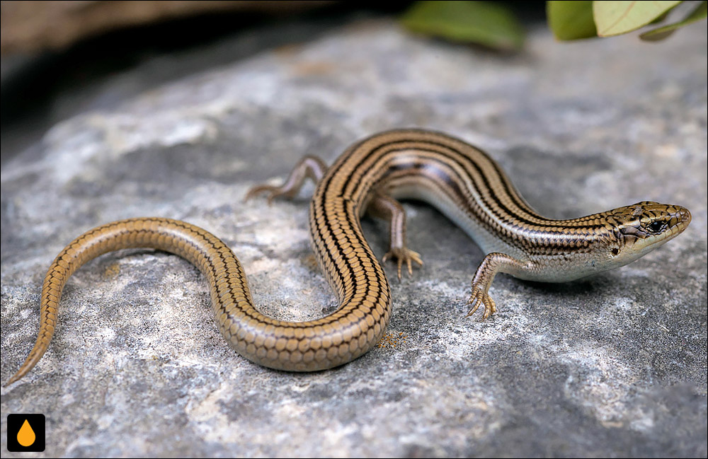 سقنقور پرخط