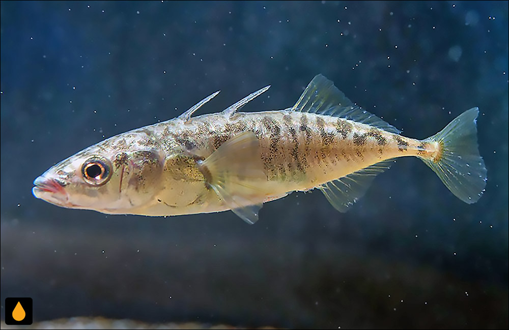 Gasterosteus nipponicus