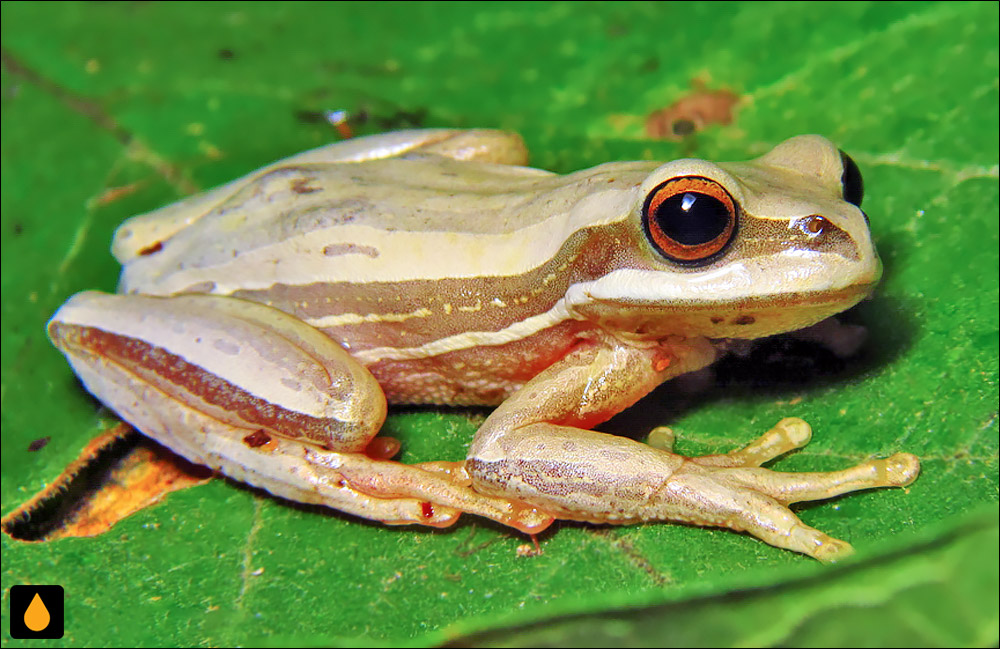 Boana latistriata