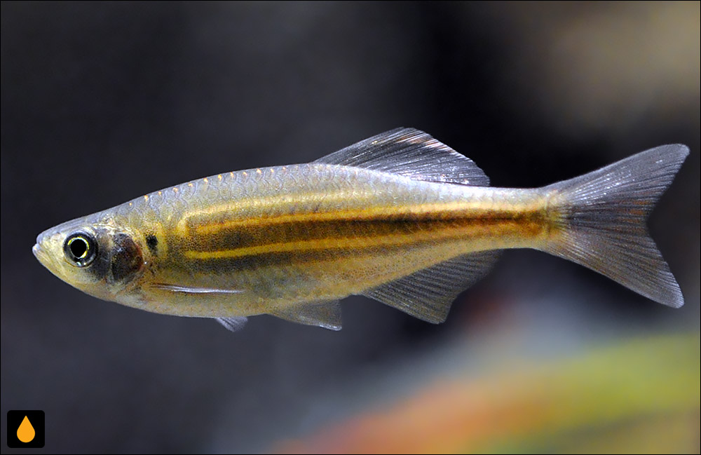 Devario acrostomus