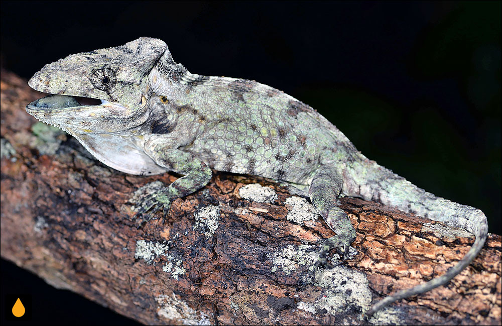 آنول ریش‌کوتاه