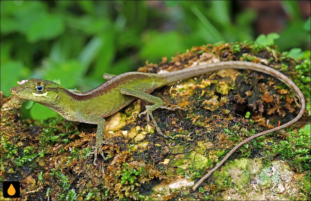 آنول جنگلی (آنول چشمآبی)