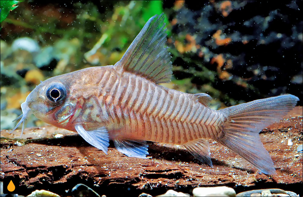 Corydoras guianensis