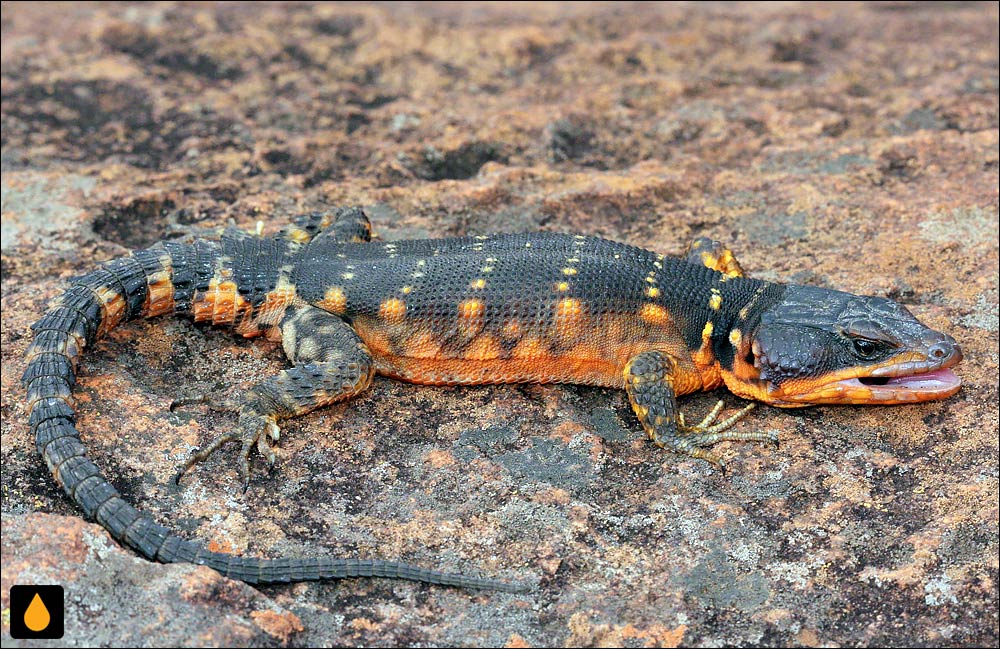 مارمولک تخته‌سنگی دماغه