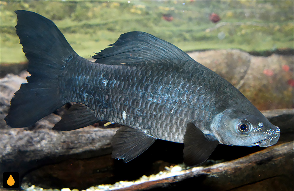 Labeo longipinnis