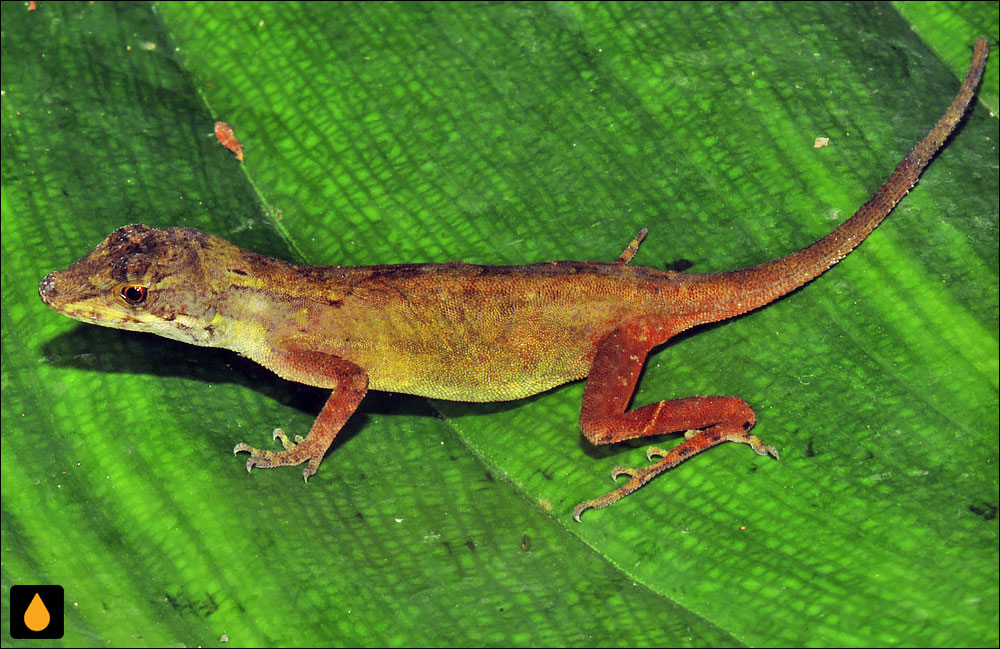 آنول کوسوکو