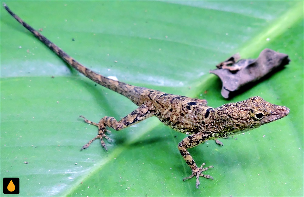 آنول خالدار پورتوریکو (آنول نواری)