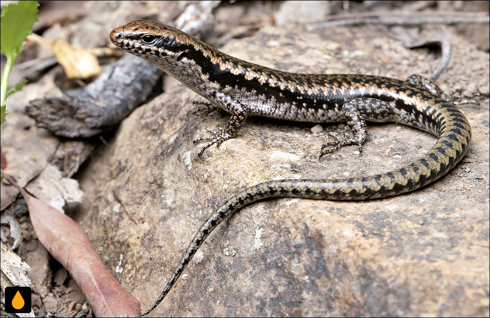 سقنقور پهلونواری تیره