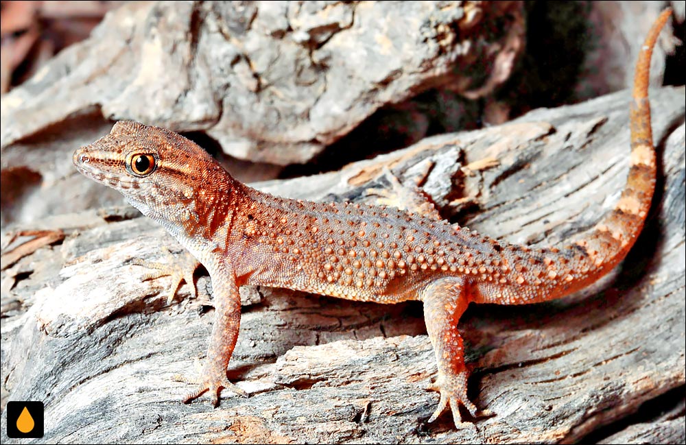 Gymnodactylus amarali