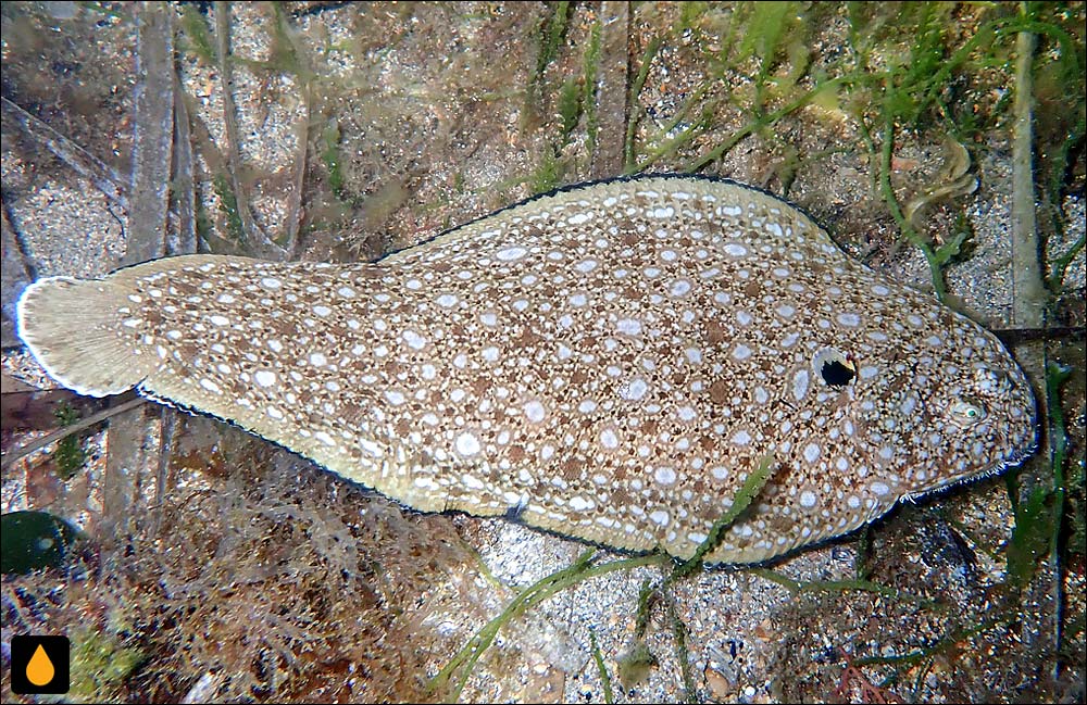 حلوای کلاین