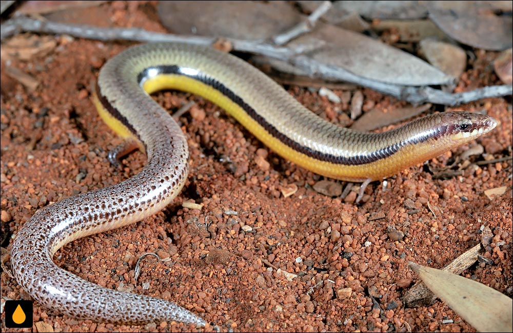 لغزنده‌ی تنومند بیابان‌های مرکزی