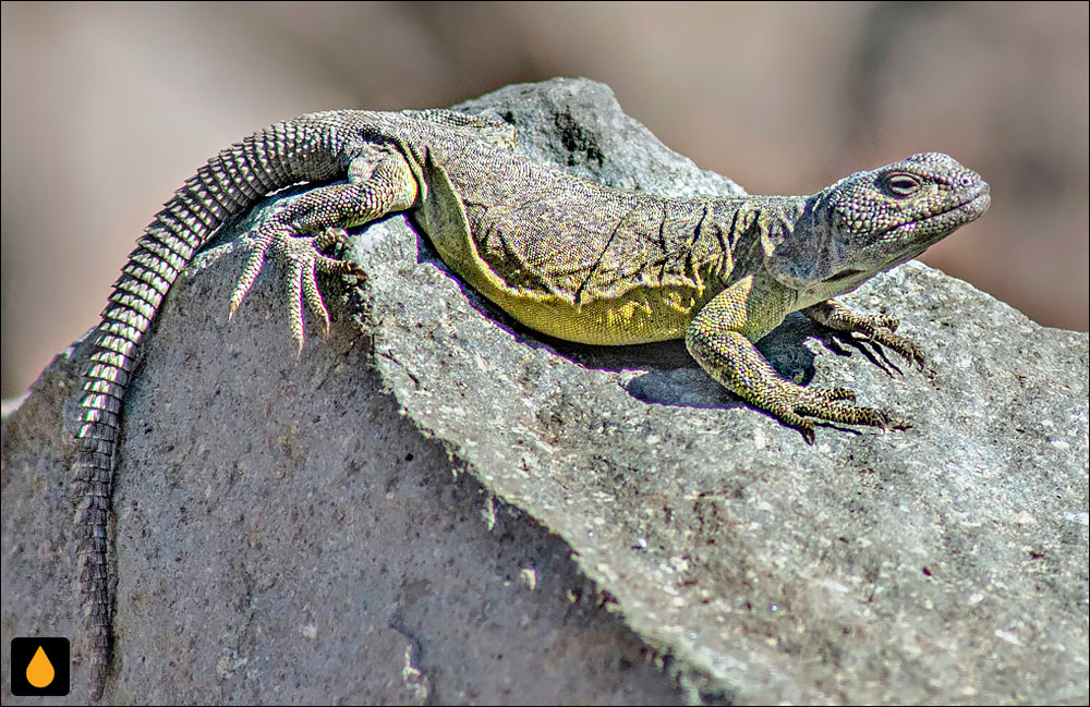 چاکوالای والپارایسو