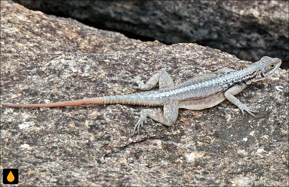 تیزپای ماداگاسکاری گراندیدیه