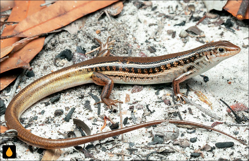 گوش‌شانه‌ای نولوم