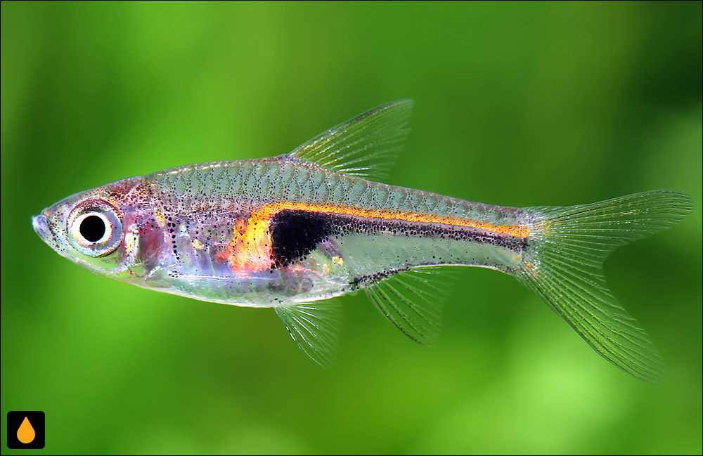 Trigonostigma somphongsi