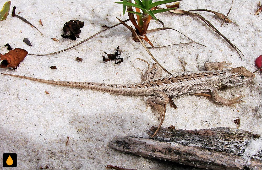 ایگوآنای درختی لوتز