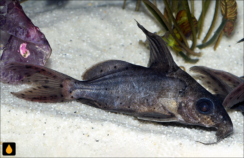Synodontis sorex