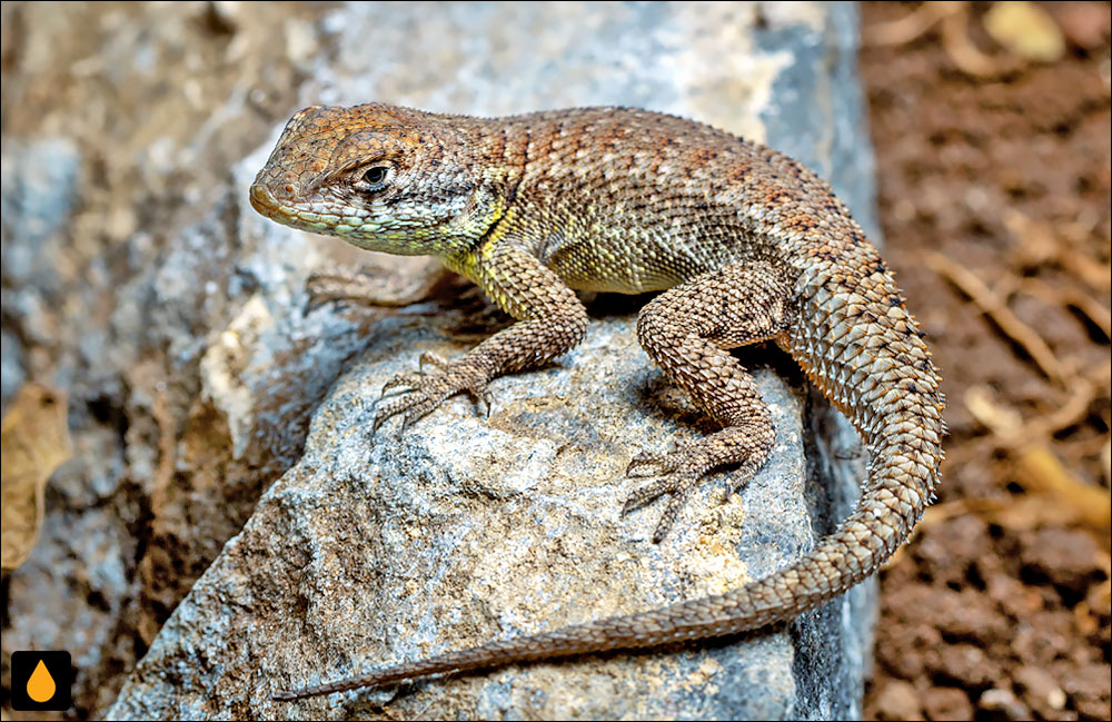 Tropidurus itambere