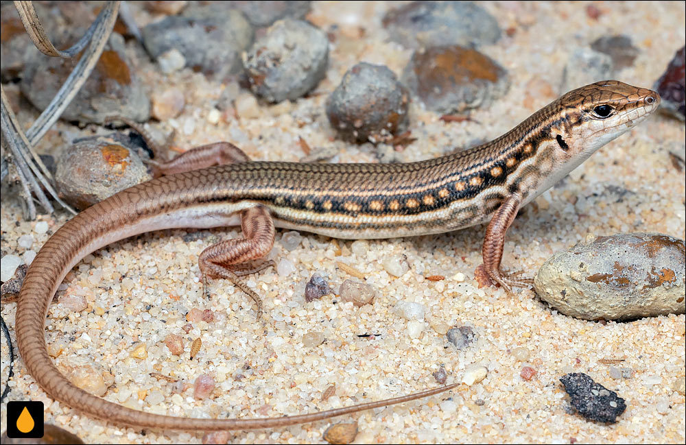 گوش‌شانه‌ای مهره‌دار