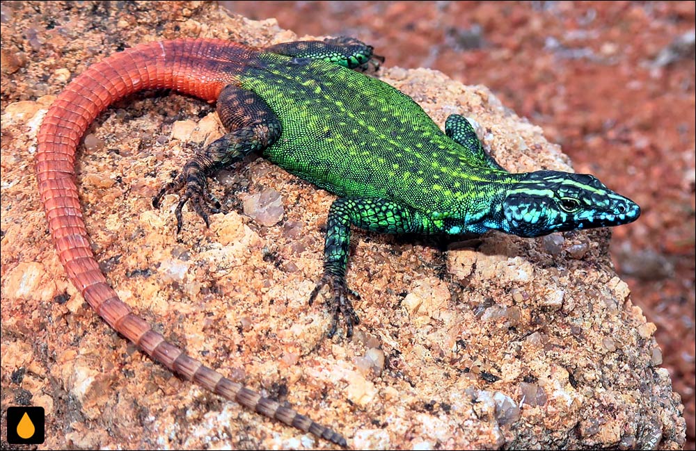 مارمولک تخت سکوکونه