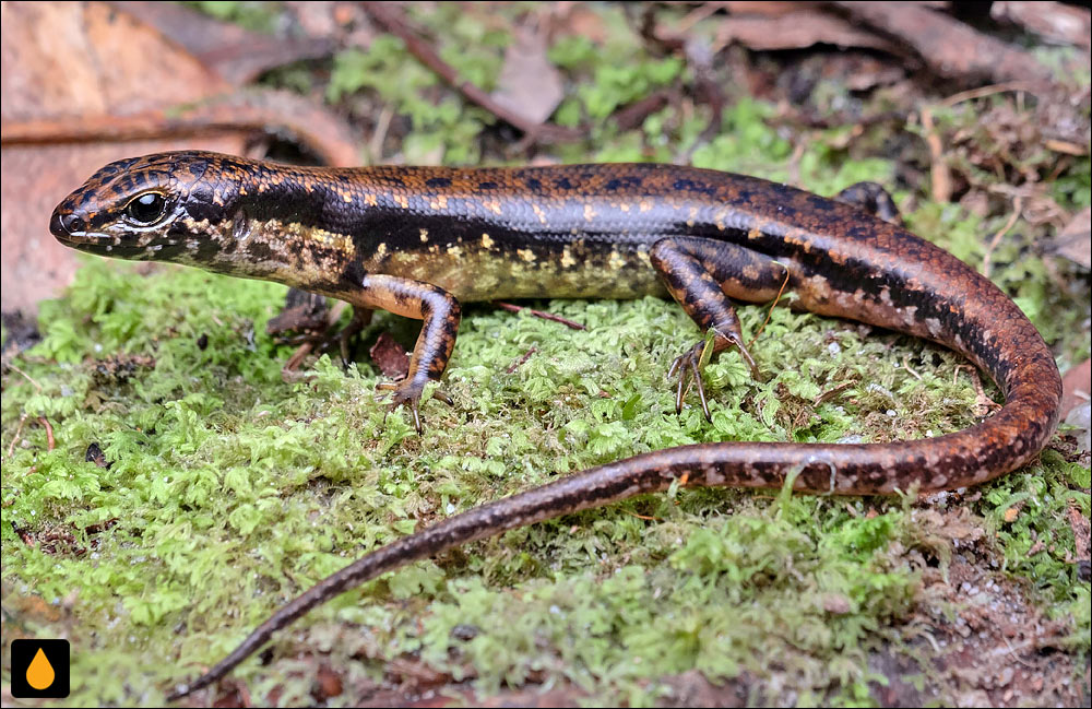 Sphenomorphus kinabaluensis