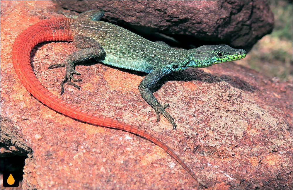 مارمولک تخت کوتوله